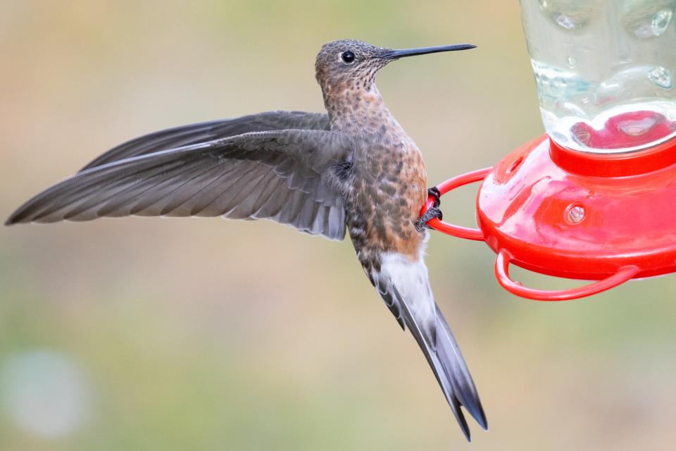 La apariencia engañaba: no hay una, sino dos especies de colibrí gigante distintas