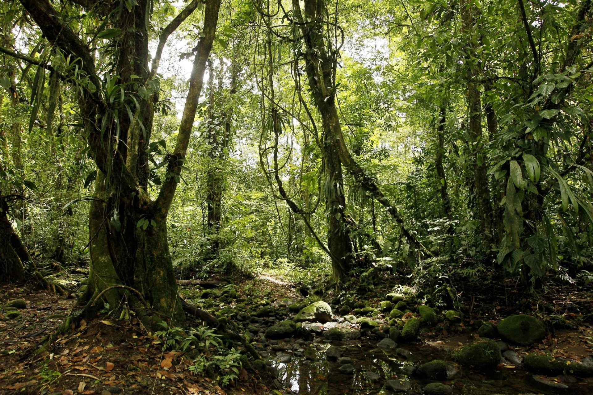 Cambio climático afecta la relación entre árboles y hongos. / Foto: EFEverde.