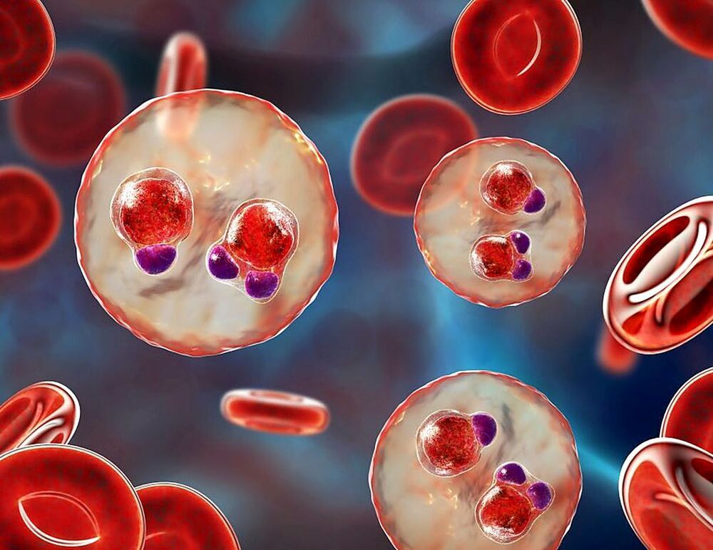 Cartografía muestra evolución del plasmodium. / Foto: El Día de Segovia
