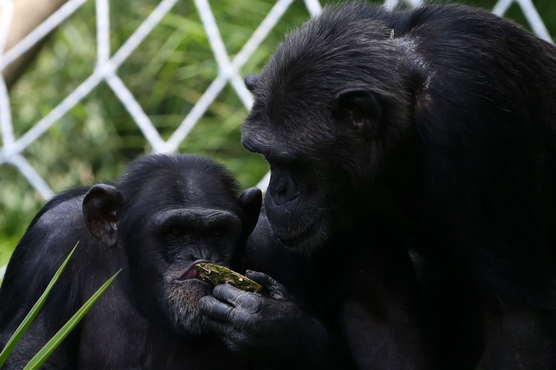 Los chimpancés perfeccionan su capacidad de aprendizaje a lo largo de la vida