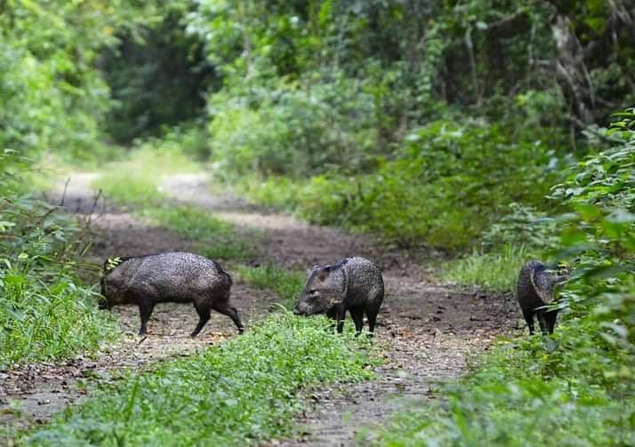 Conap rechaza señalamientos sobre el lucro de fauna silvestre
