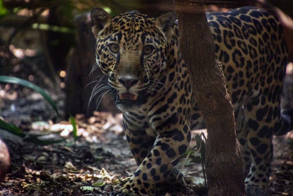 Costa Rica será el primer país del mundo en cerrar sus zoológicos. / Foto: Artículo 66.