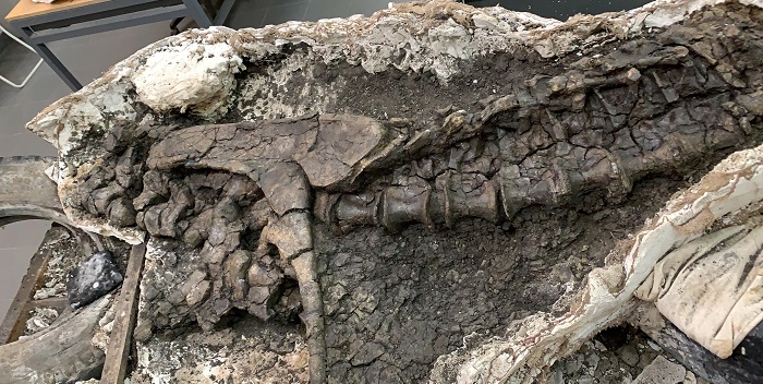 Hallan dinosaurio carnívoro que vivió en la actual Argentina hace 69 millones de años
