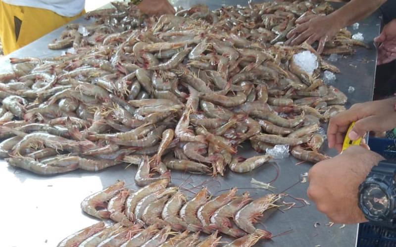 Evalúan calidad y producción del camarón blanco en Guatemala