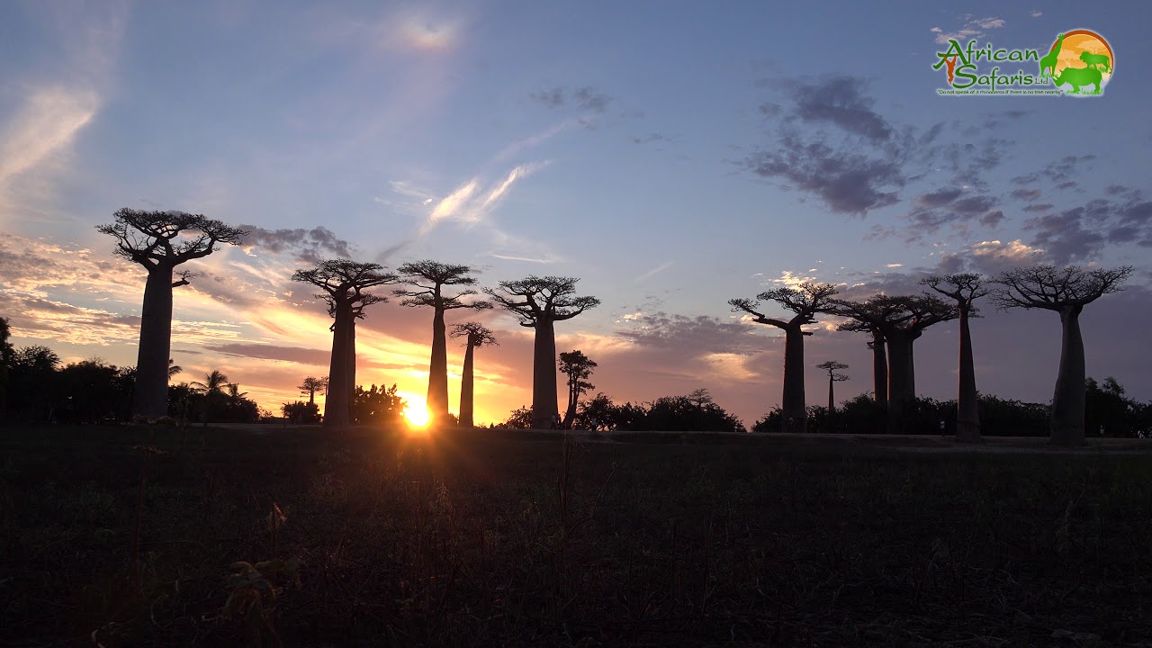 El baobab es considerado como "árbol de la vida". / Foto: You Tube.