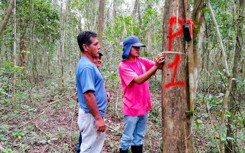 MAGA fortalece planes de manejo forestal. / Foto: MAGA.