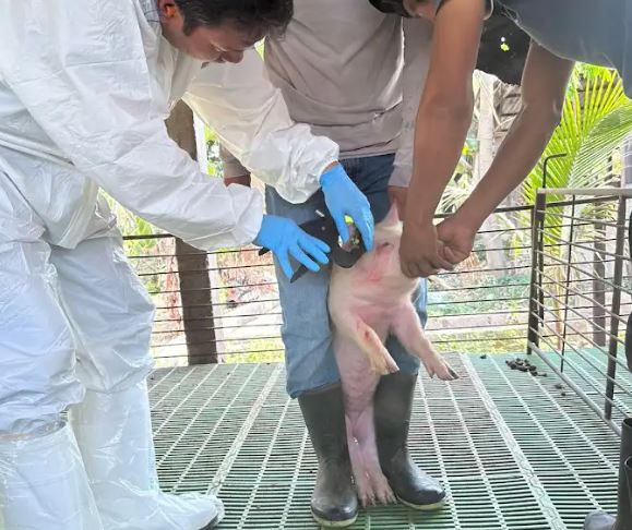 MAGA promueve prácticas sanitarias en granjas porcinas de Petén