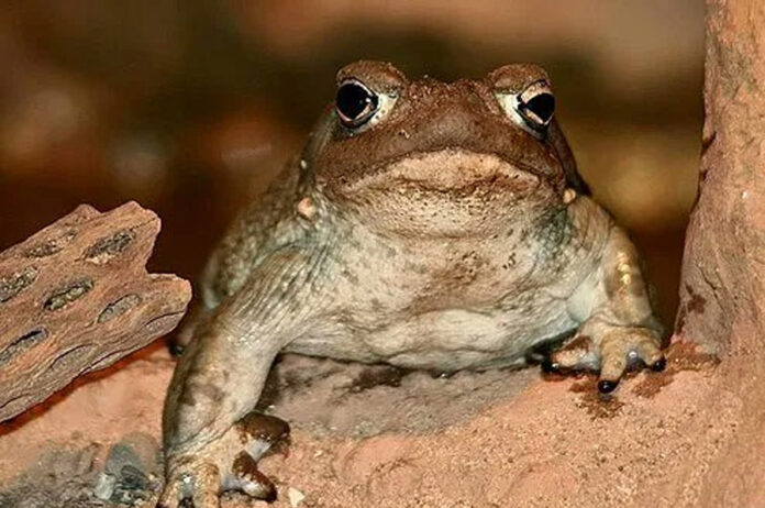 Veneno de un sapo podría ser opción terapéutica contra la depresión