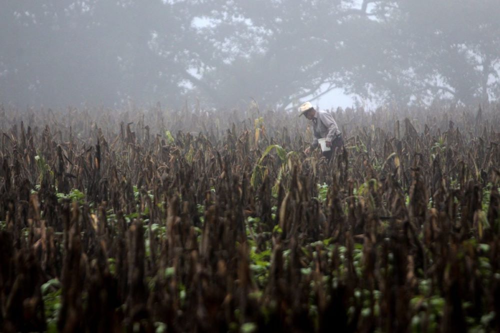 Seguía en el corredor seco por el fenómeno El Niño