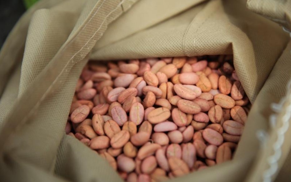 Semillas resistentes a la sequía y a la roya mejorarán producción de café en el país