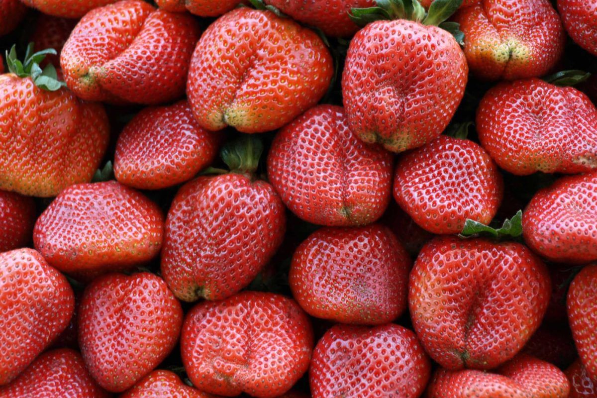 También se promueve una alimentación saludable con la inclusión de frutas variadas en la dieta. / Foto: MAGA.