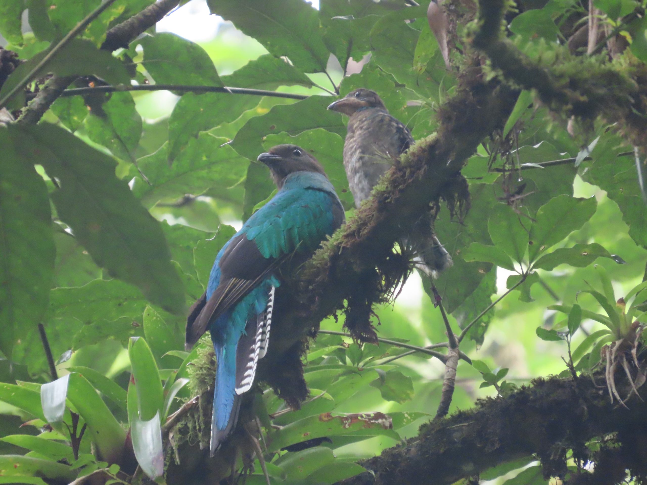 Captan a mamá quetzal dando lecciones a su pichón en la naturaleza