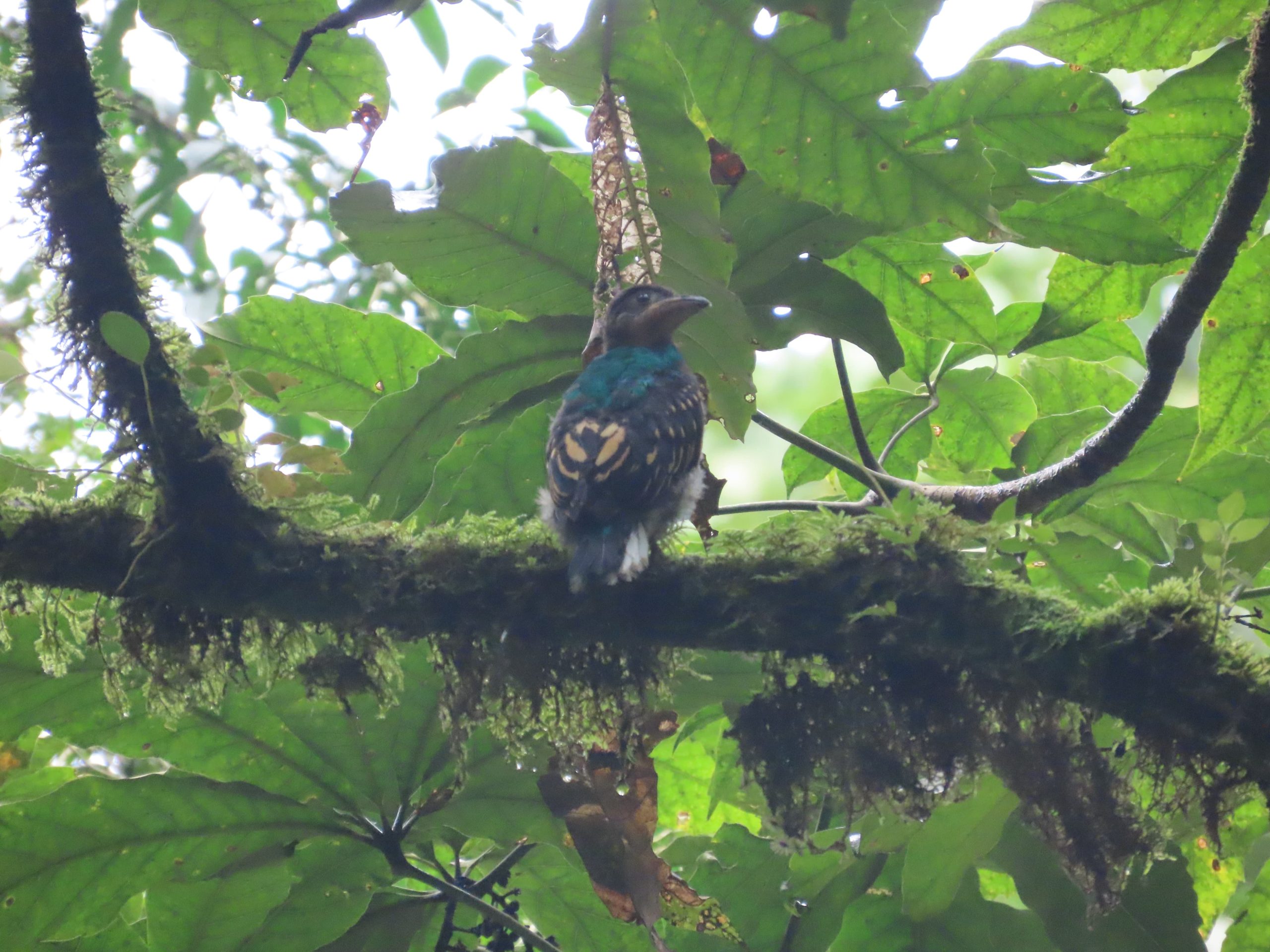 Imágenes del momento entre la madre quetzal y su pichón. / Foto: Robin Calderón, guardarrecursos del Conap.