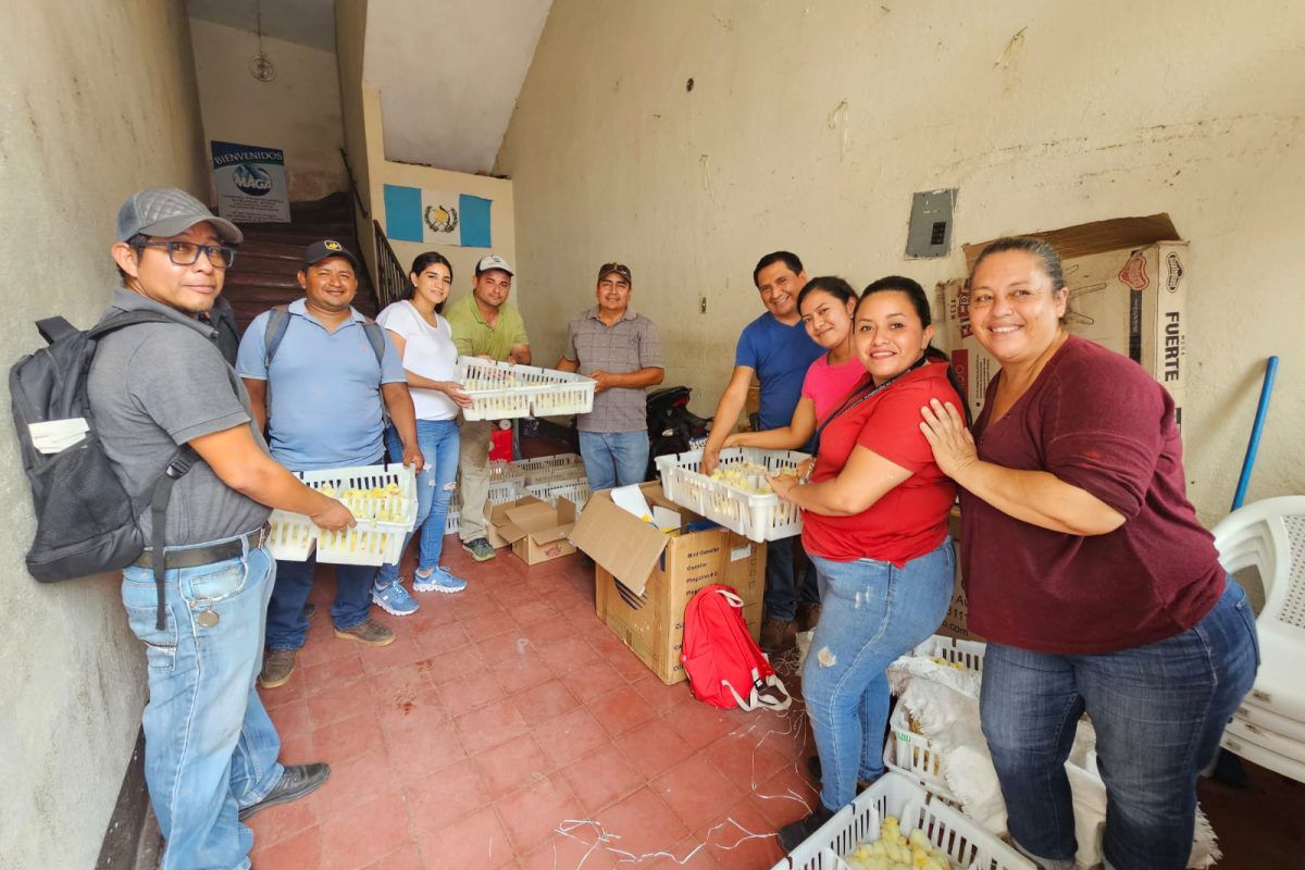 MAGA impulsa producción avícola en Suchitepéquez