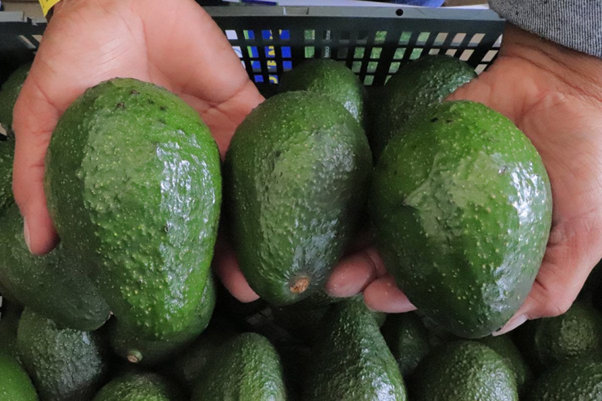Guatemala avanza en proceso de exportación de aguacate hass a Estados Unidos