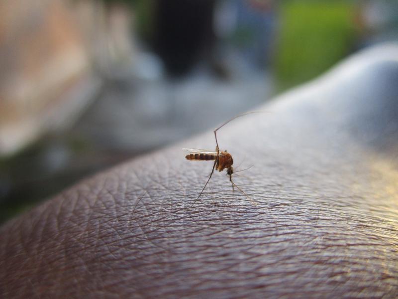 Proteja su hogar del dengue impidiendo los criaderos de zancudo. / Foto: MSPAS.