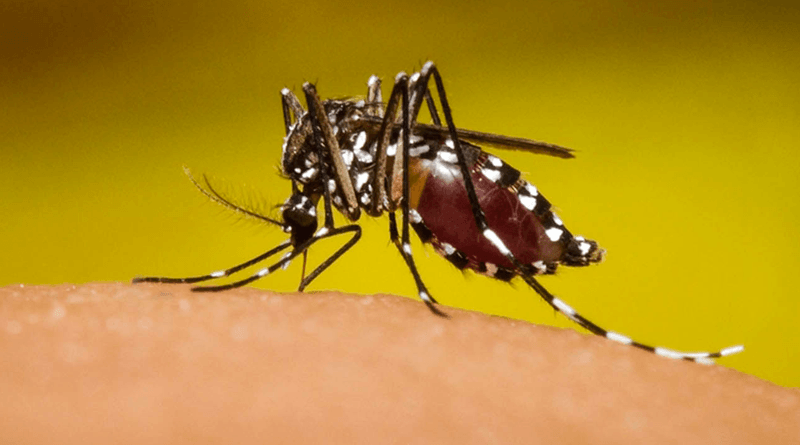 Prevenga el dengue eliminando criaderos de mosquitos. /Imagen con fines ilustrativos