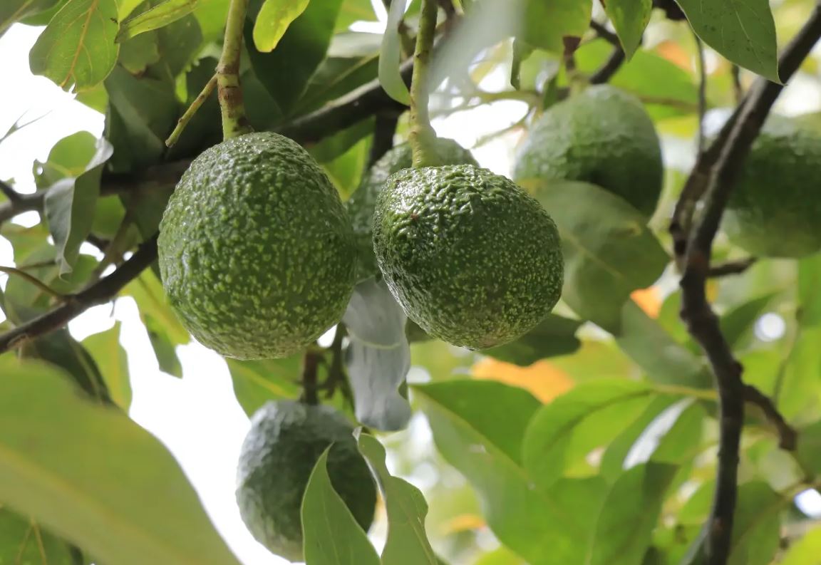 Avances en la apertura del mercado estadounidense para el aguacate Hass
