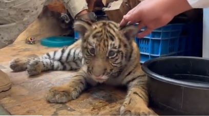 Denuncia anónima conduce al rescate de tigre en Villa Nueva