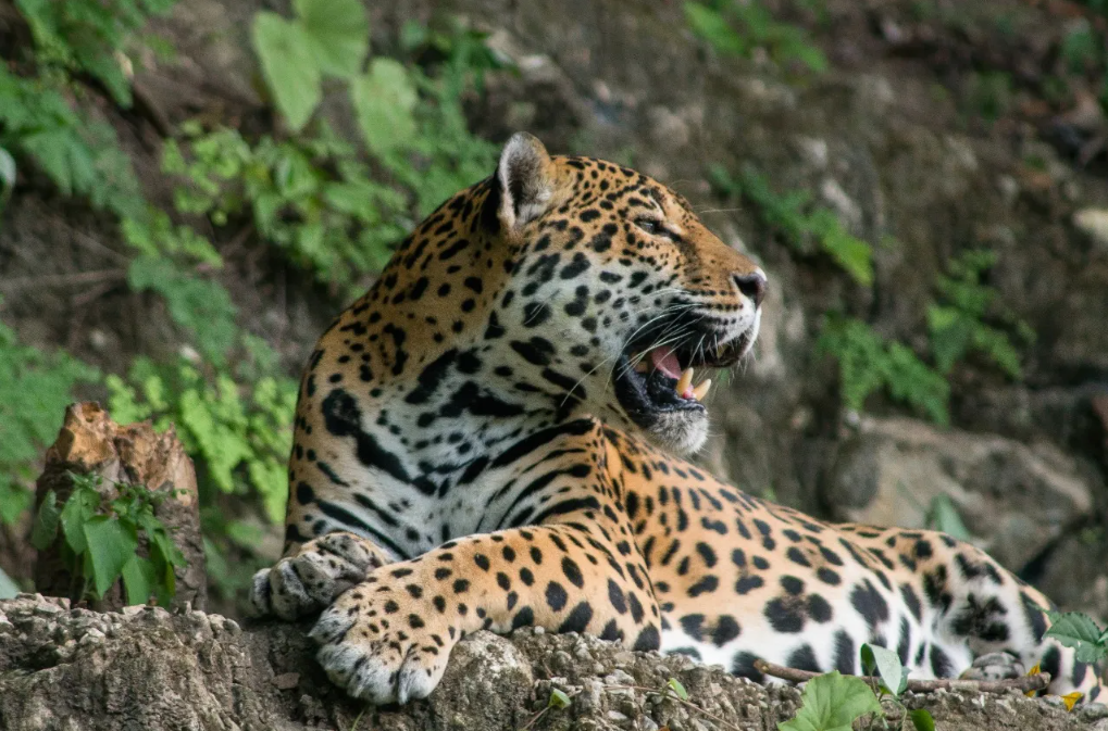 Guatemala protegerá al jaguar con ayuda y experiencia de India