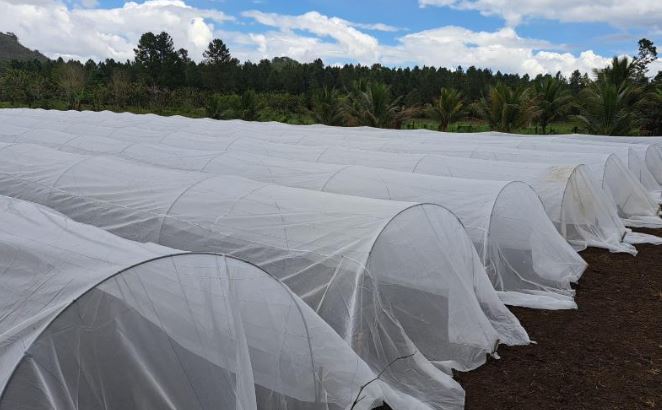Impulsan sistemas innovadores que optimizan la agricultura