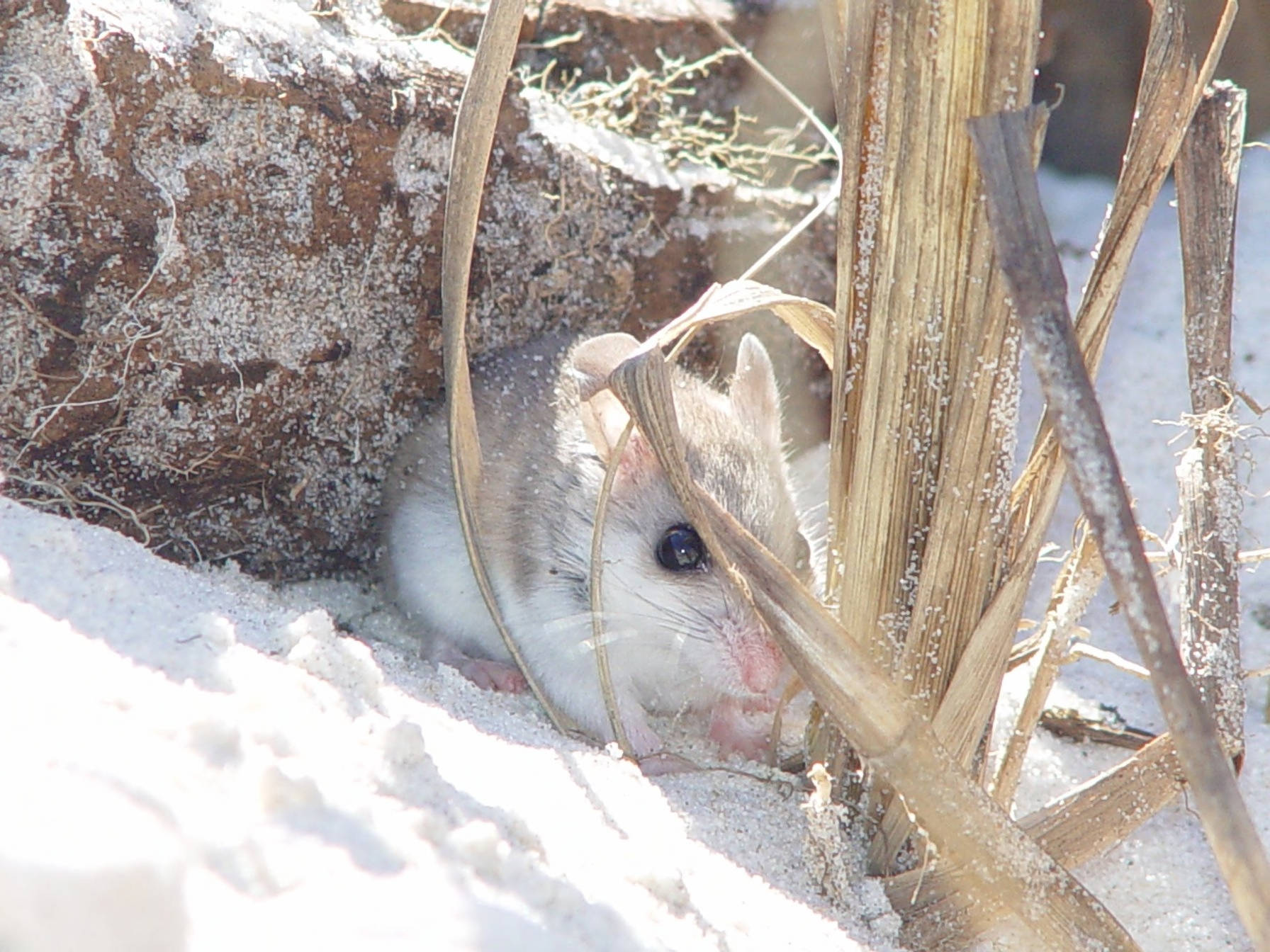 Algunos ratones evolucionan para ser monógamos y cuidar de sus crías