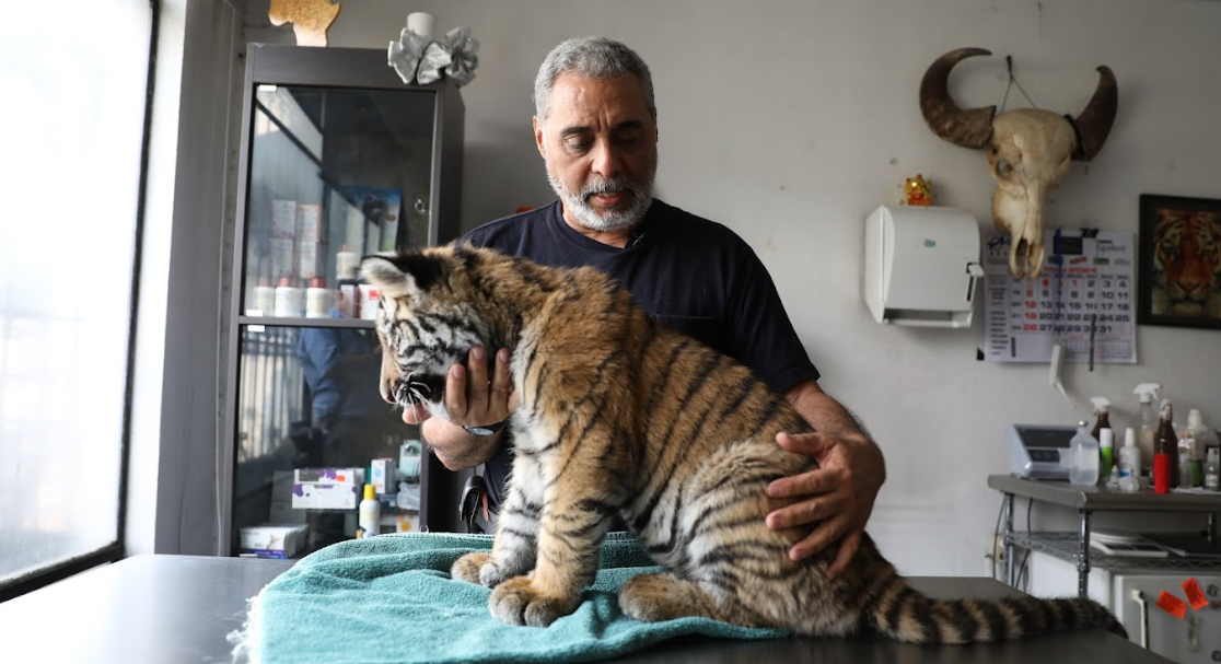 Tigre se recupera con especialistas mientras se define el resguardo adecuado. / Foto: Alejandro García.