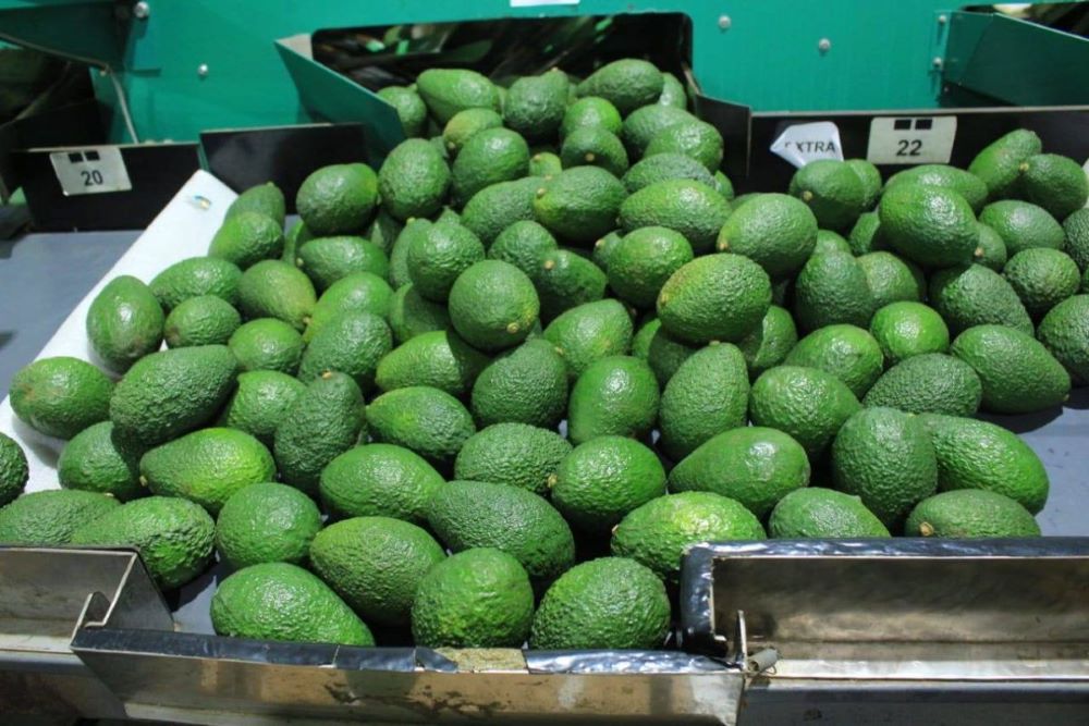 La calidad del aguacate guatemalteco ha hecho que se convierta en un producto apetecido tanto dentro como fuera del país.