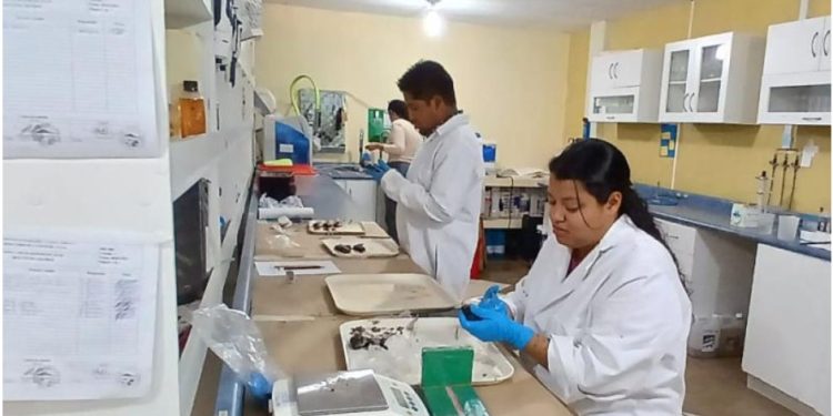 El aprendizaje social aceleró hace 600 mil años el conocimiento tecnológico en los humanos