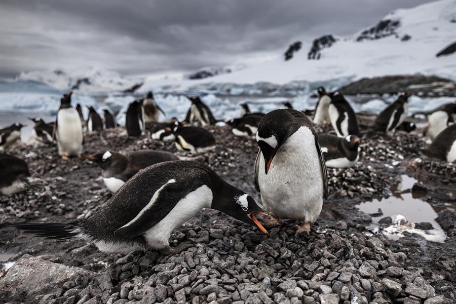 La población de pingüinos en la Antártida se ha reducido en los últimos años.