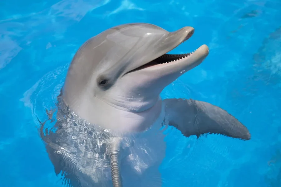 Los delfines que juegan juntos de crías tienen más éxito reproductivo de mayores
