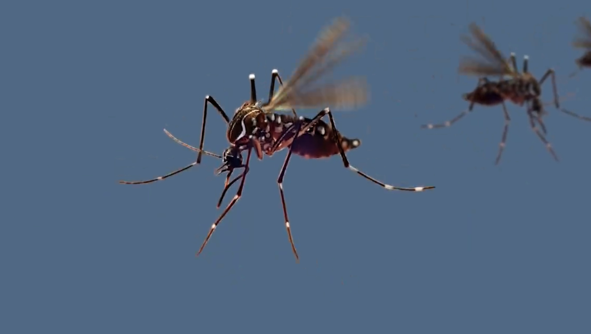 Salud aumenta esfuerzos para combatir el dengue en el país