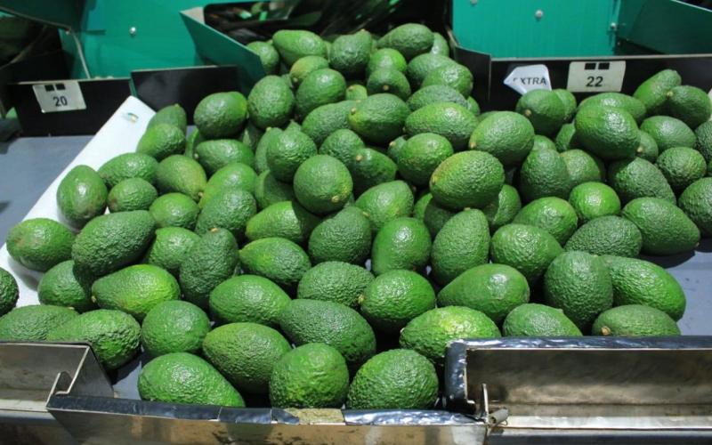 El cultivo de aguacate requiere temperaturas que se encuentran entre los mil 500 y 2 mil metros sobre el nivel del mar. 