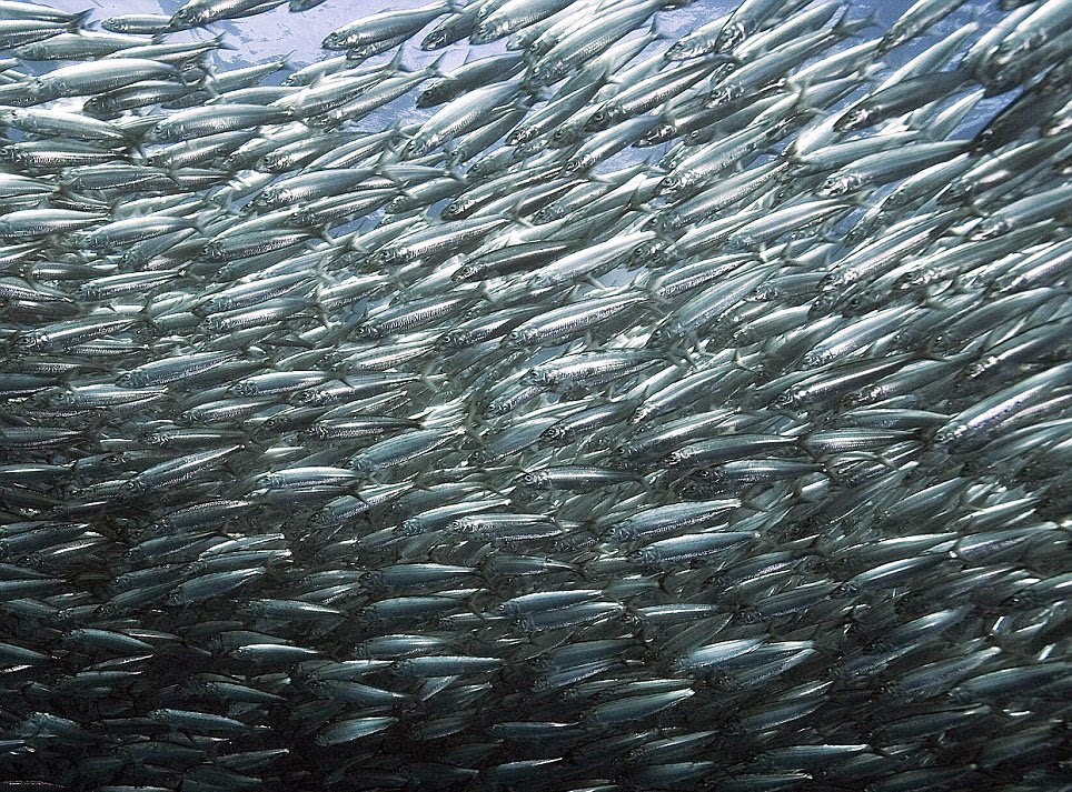 Migración de sardinas de Sudáfrica, la más grande del mundo. / Foto: Descubre tu mundo.