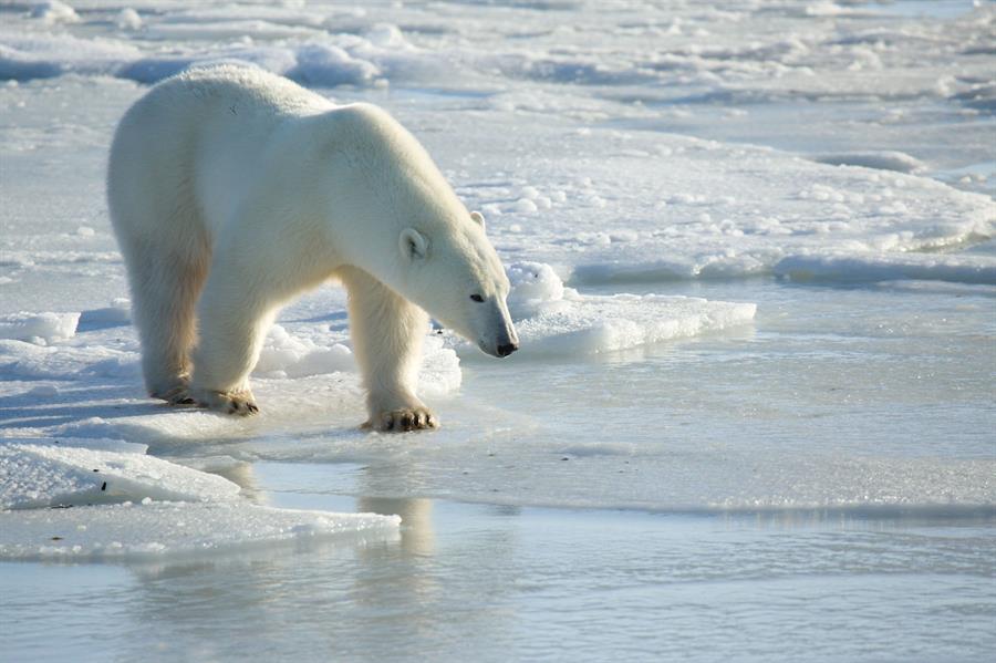 La desaparición de los osos polares de la bahía de Hudson podría ser inminente