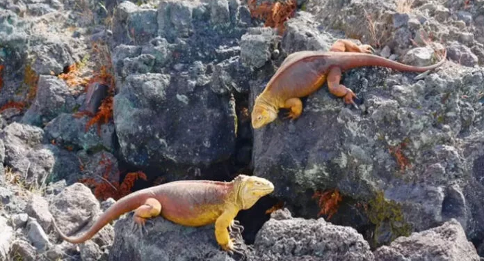 Población animal de islas Galápagos es única en el mundo. / Foto: Archivo.