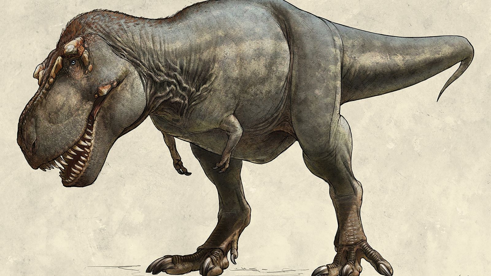 Hallazgo de un T-Rex adolescente puede revelar por qué era el rey de los dinosaurios