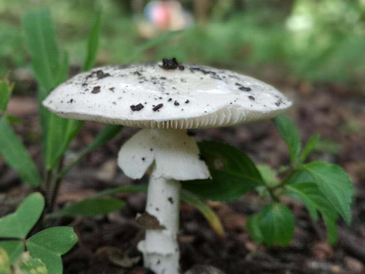 Incremento de lluvias contribuye a la proliferación de hongos silvestres. /Foto: MSPAS.