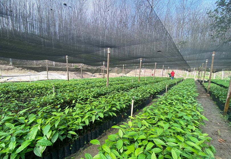 MAGA impulsa la recuperación forestal en Petén con producción de 450 mil plantas
