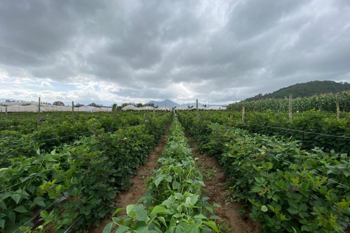 Frente al panorama de intensas lluvias, el MAGA ha emitido una serie de recomendaciones para los agricultores y ganaderos. / Foto: MAGA.