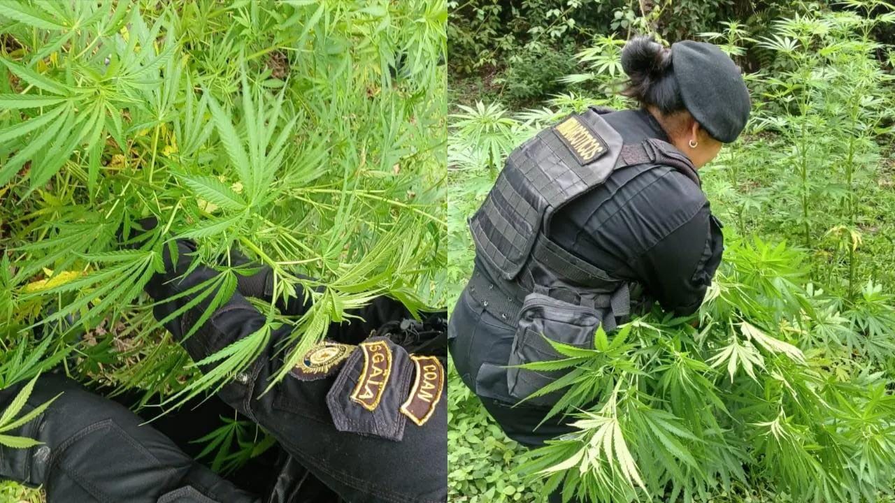 Erradican plantaciones de marihuana valoradas en 640 mil quetzales en Totonicapán