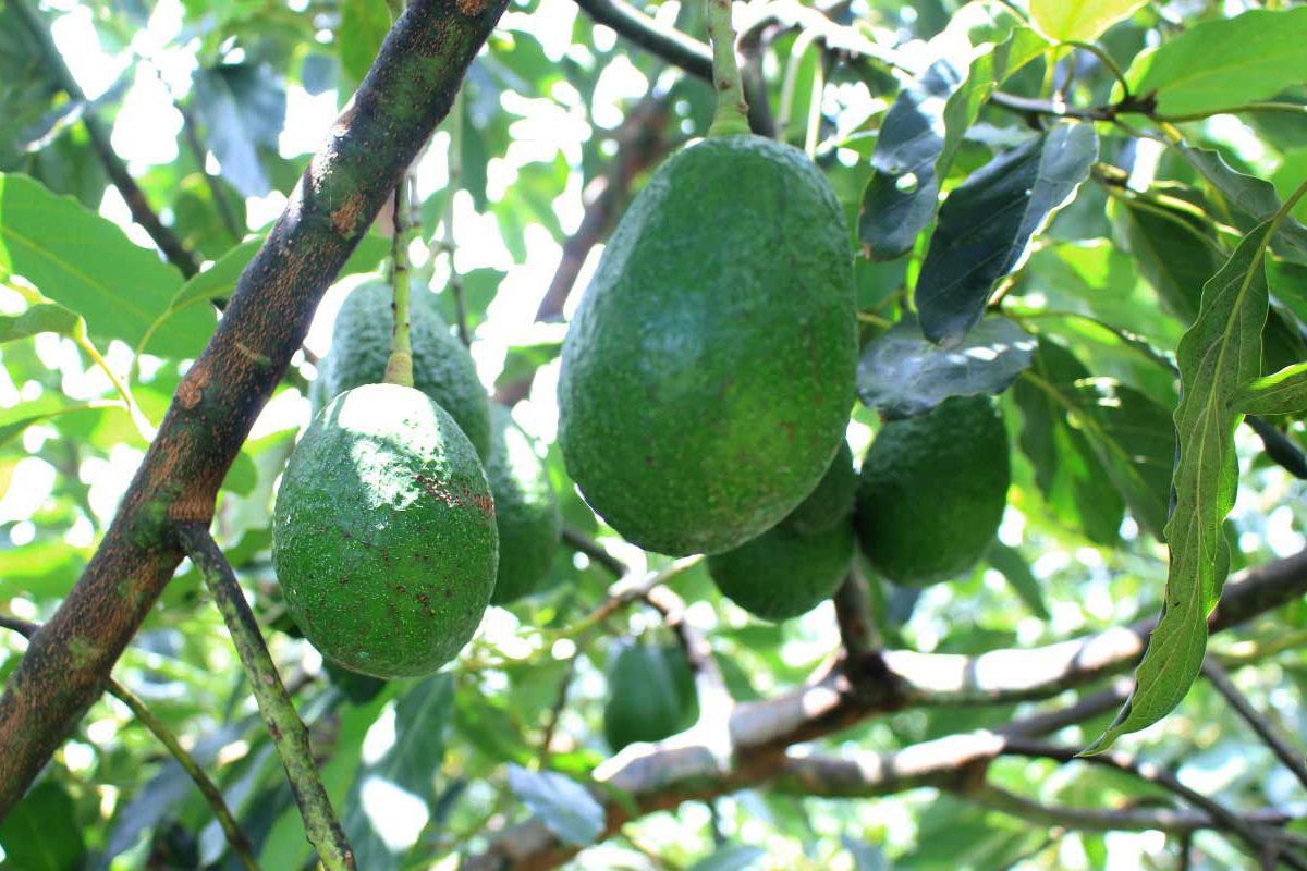 Guatemala se destaca por producir principalmente dos variedades de aguacate: Hass y Boot-8./ Foto: MAGA.