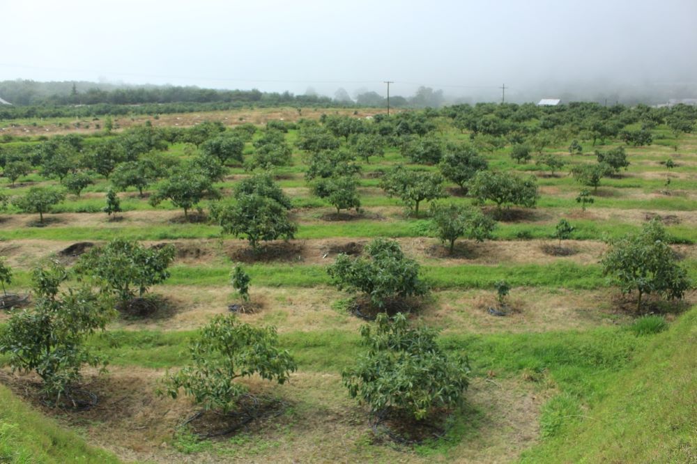 El MAGA fomenta el cultivo y producción de aguacate con programas de apoyo, capacitación y asesoría técnica.