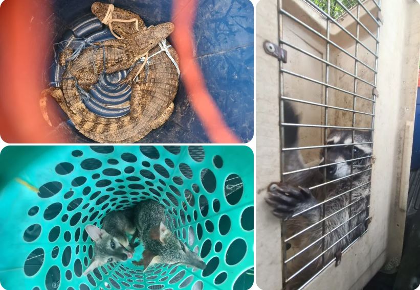 La fauna secreta de “El Infiernito”: ¿Cómo llegaron ahí los animales?