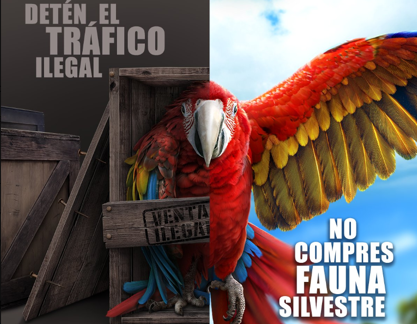 ALPZA impulsa acciones contra el tráfico ilegal de fauna silvestre. / Foto: ALPZA.