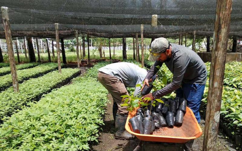 Entregan más de 60 mil plántulas para reforestar Petén