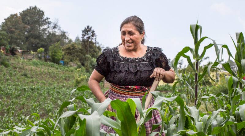 Mides entregará el bono único rural a 100 mil familias. / Foto: Sesan.