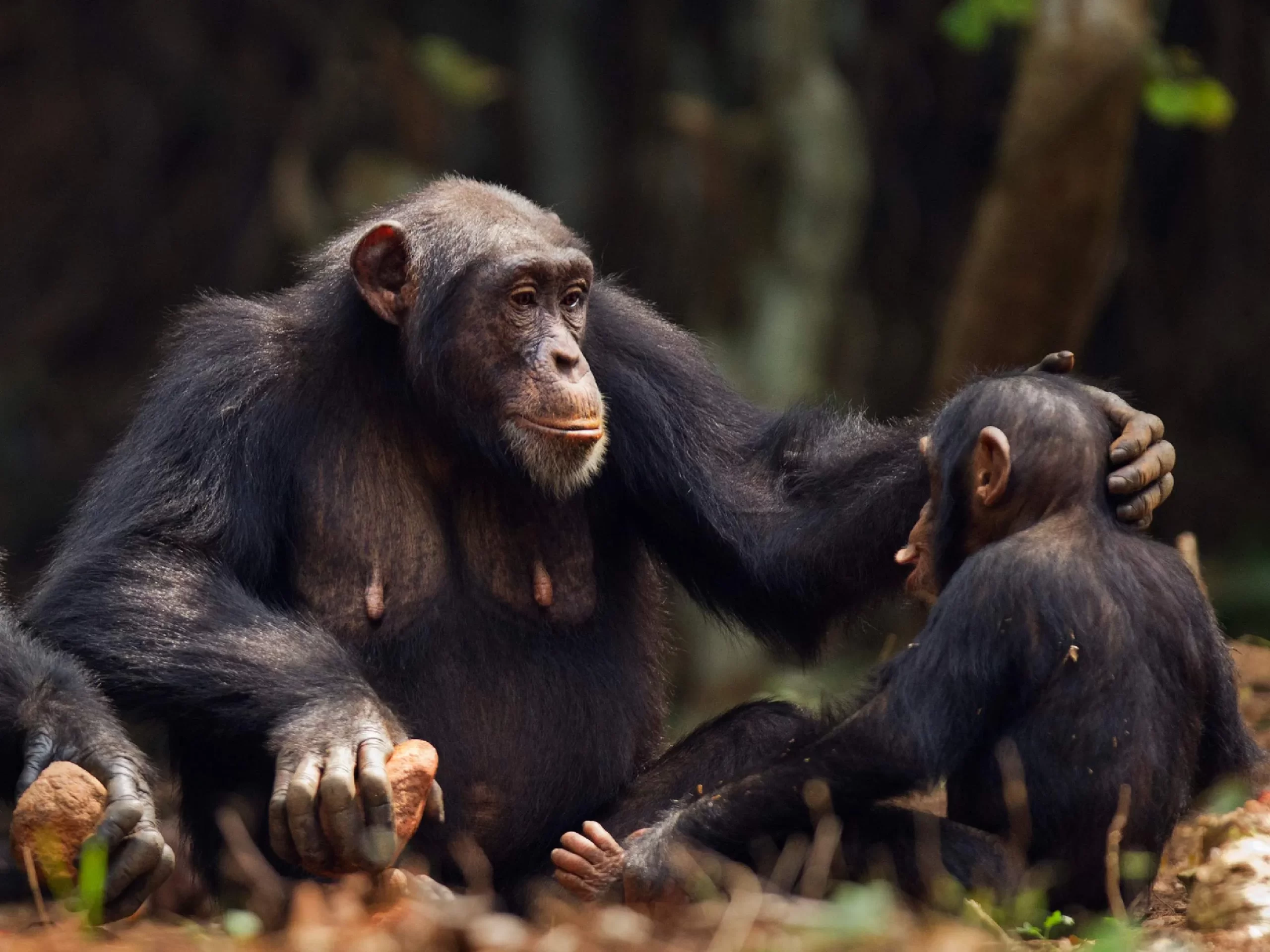 Chimpancés gesticulan para comunicarse como los humanos. / Foto: WIRED.