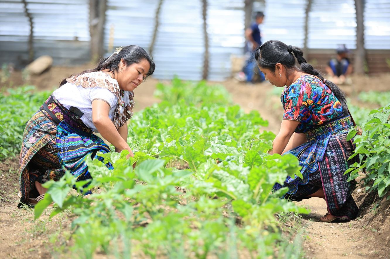 Feria del Agricultor regresa a la  Ciudad de Guatemala con productos frescos y precios accesibles