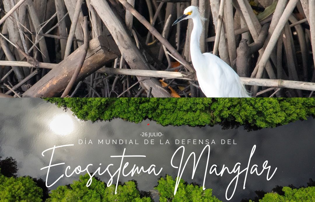 Hoy se conmemora el Día Internacional de la Conservación de Manglares